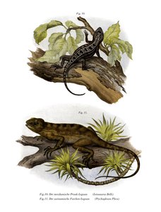 Iguana da German School