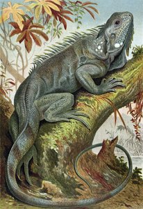 Iguana, tavola da Brehms Tierleben: Allgemeine Kunde des Tierreichs, vol.7, p.88, pubblicato da Bibliographisches Institut, 1892