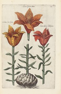 Illustrazione da "Florilegium ... tractans de variis floribus et aliis indicis plantis as vivum delineatum in duabus partis et quatuor linguis concinnatum" di Emanuel Sweert, 1612-14 da German School