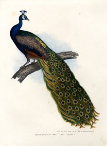 Pavone blu indiano, 1864