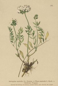Astragalo indiano (Astragalus australis, Astragalus aboriginum, Phaca australis) da German School