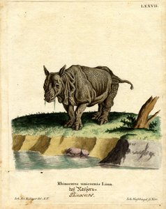 Rinoceronte indiano da German School