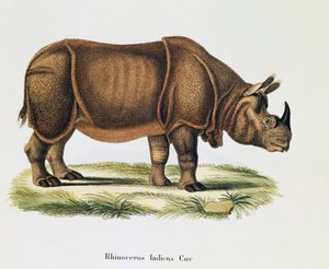 Rinoceronti indiani (Rhinoceros indicus), da Mammals illustrated from Nature with descriptions, volume 6-7, tavola 317-D-D, Germania da German School