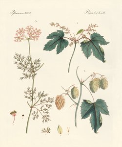 Piante aromatiche indigene