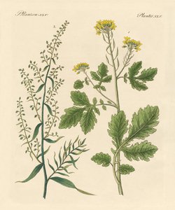 Piante aromatiche indigene da German School