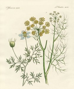 Piante di spezie indigene da German School