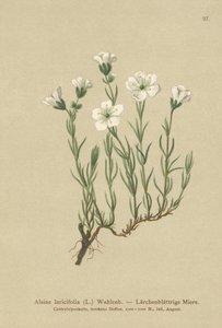 Alsine laricifolia da German School