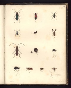 Insecta, Pl. XVI, illustrazione da Recueil d