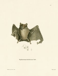 Pipistrello di Ipanema