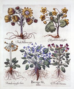 Ipheion Rolf Fiedler, calta palustre, falso elleboro, viola tricolore e primula, da Hortus Eystettensis, di Basil Besler, pub. 1613 da German School