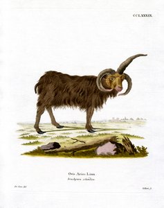 Pecora di Giacobbe