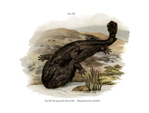 Salamandra gigante giapponese
