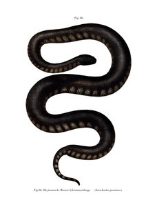 Serpente file di Giava da German School
