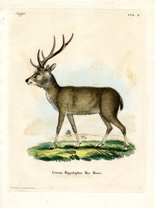Rusa di Giava da German School