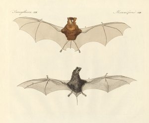 Pipistrelli giavanesi