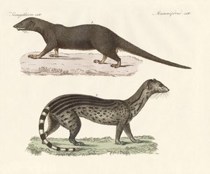 Predatori giavanesi da German School