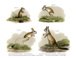 Jerboa, 1860 da German School