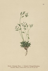 Draba di Giovanni (Draba johannis) da German School