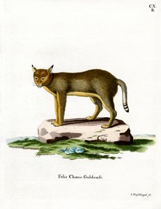 Gatto della giungla da German School