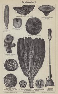 Fossili giurassici da German School