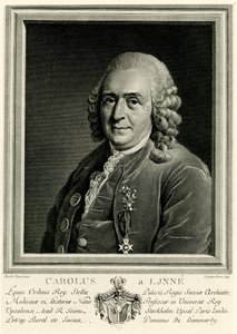Carlo di Linneo da German School