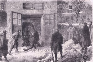 Uccisione di un elefante per cibo nel Jardin D