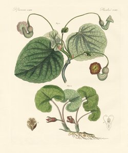 Tipi di piante di aristolochia da German School