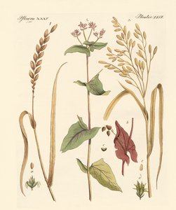 Tipi di cereali