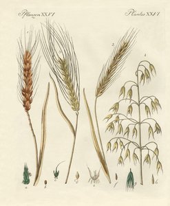 Tipi di grano