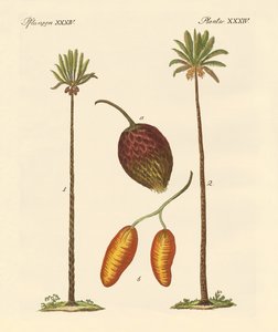 Tipi di palme