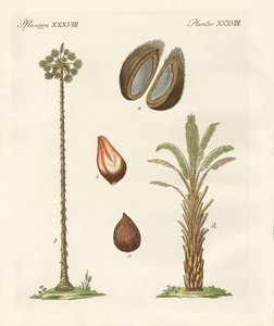 Tipi di palme