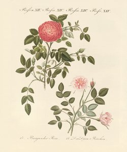 Tipi di rose da German School