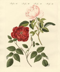 Tipi di rose