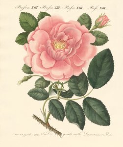 Tipi di rose