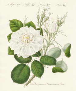 Tipi di rose