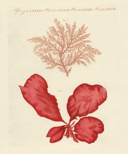Varietà di alghe