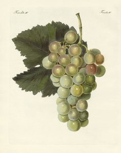 Tipi di viti (incisione colorata)