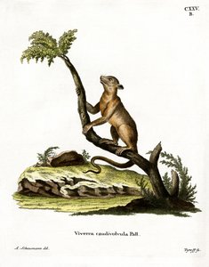 Kinkajou da German School