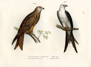 Nibbio, 1864 da German School