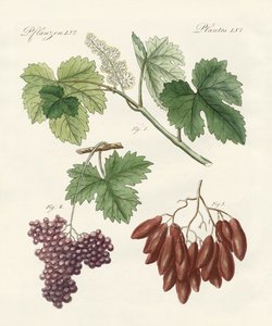 Uva passa grande e piccola
