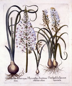 Giacinto tardivo e stella di Betlemme, da Hortus Eystettensis, di Basil Besler, pub. 1613