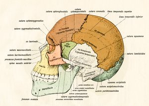 Diagramma Laterale delle Ossa del Cranio Umano da German School