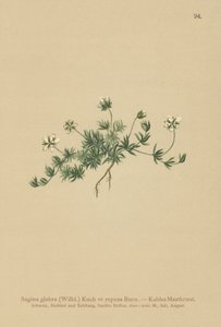 Sagina glabra