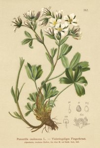 Cinquefoil lasso (Potentilla caulescens) da German School