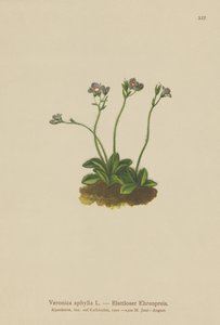Veronica aphylla