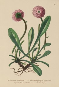 Globularia senza foglie (Globularia nudicaulis) da German School