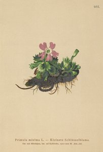 Primula minima (Primula minima, Auriculastrum primula, Primula veris)