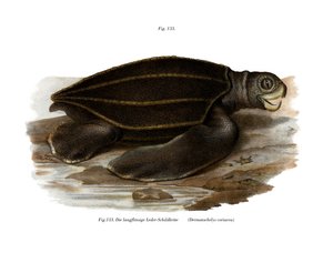 Tartaruga liuto