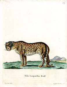 Leopardo da German School