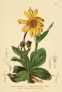 Arnica montana da German School